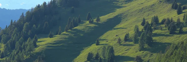 Skog Och Kullar Obermutten Schweiz — Stockfoto