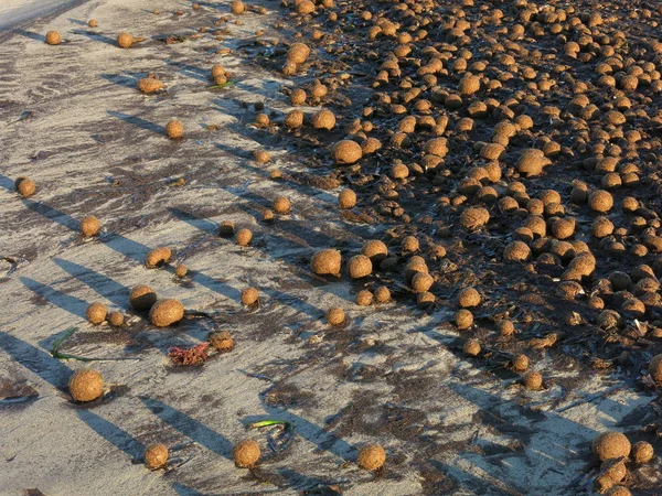 Escena Playa Denia España Bolas Material Vegetal Formado Por Viento — Foto de Stock