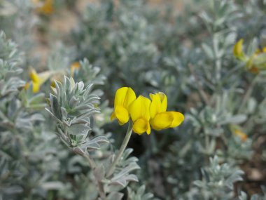Lotus corniculatus, Denia, İspanya'da sahilde yetişen sarı çiçekler.