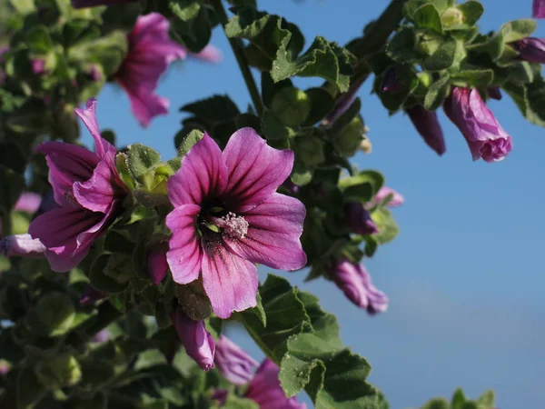 Güzel Mor Çiçekler Denia Spanya Fotoğraflandı — Stok fotoğraf