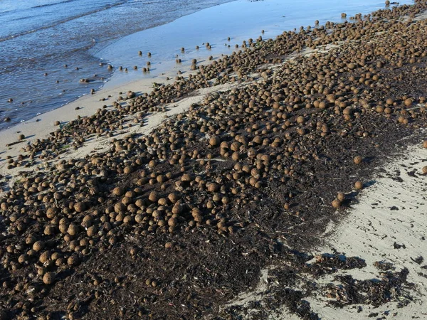 Golyó Növényi Anyag Által Alkotott Szél Időjárás Viharban Beach Jelenet — Stock Fotó