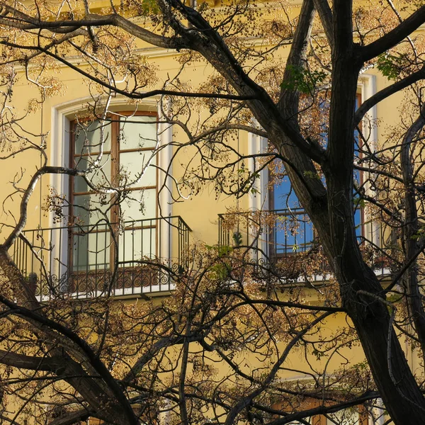 木と窓の枝 — ストック写真