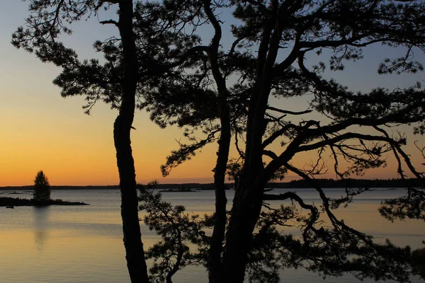 Manhã Cedo Lago Vanern Dalsland Esboços Uma Bela Árvore Velha — Fotografia de Stock