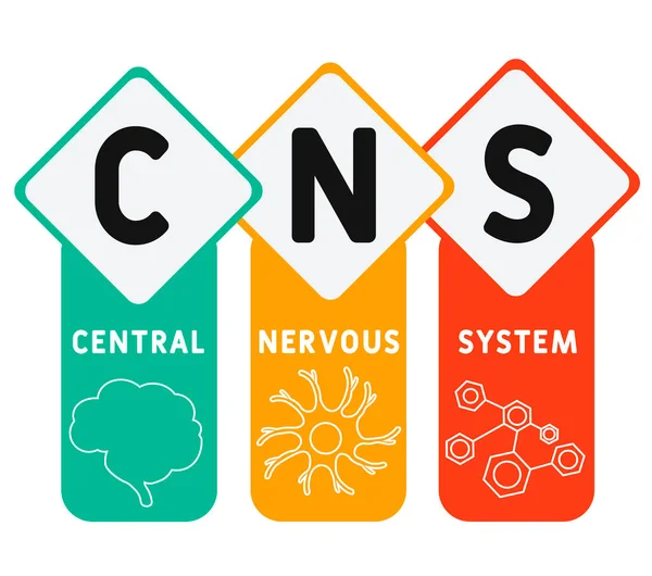 Snc Système Nerveux Central Acronyme Contexte Concept Médical Concept Illustration — Image vectorielle