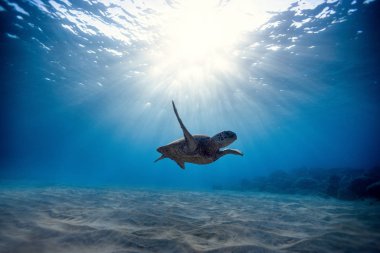 Güzel Hawaii Yeşil Deniz Kaplumbağası stok fotoğraf