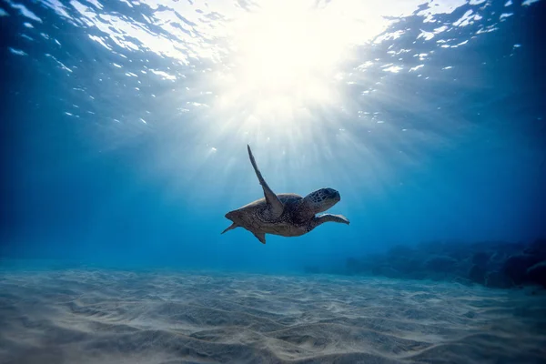 Beautiful Hawaiian Green Sea Turtle Zdjęcia Stockowe — Zdjęcie stockowe