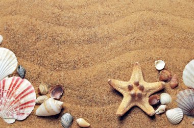 Strafish ve kabukları stok fotoğraf ile Yaz plaj