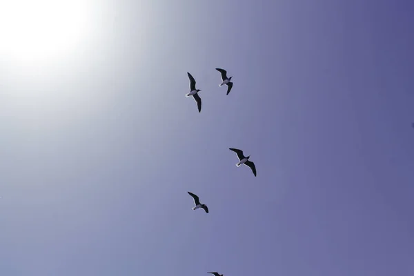 Landscape, birds flying in the blue sky.
