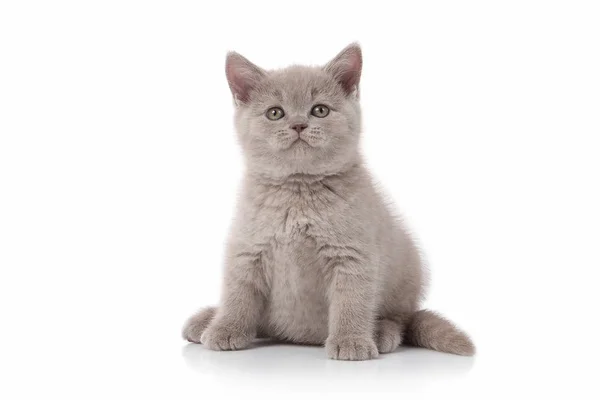 Kleines Britisches Kätzchen Auf Weißem Hintergrund — Stockfoto