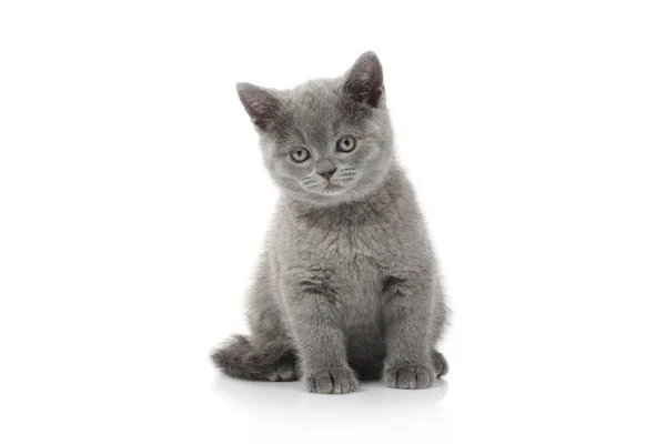 Kleine Britse Kitten Witte Achtergrond — Stockfoto