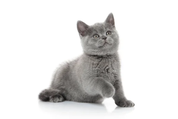 Small British Kitten White Background — Stock Photo, Image