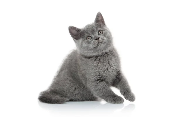 Kleines Britisches Kätzchen Auf Weißem Hintergrund — Stockfoto