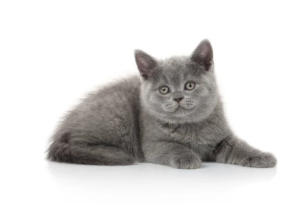 Small British Kitten White Background — Stock Photo, Image