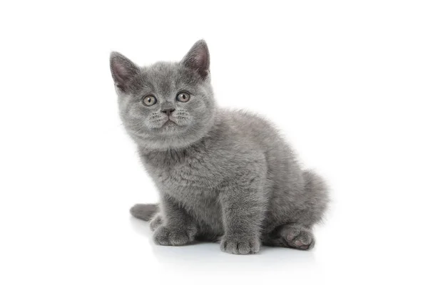 Pequeño Gatito Británico Sobre Fondo Blanco — Foto de Stock