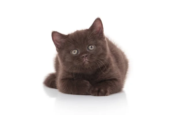 Kleine Britse Kitten Witte Achtergrond — Stockfoto