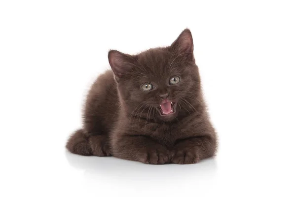 Kleine Britse Kitten Witte Achtergrond — Stockfoto