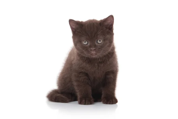 白い背景の上の小さな英国子猫 — ストック写真
