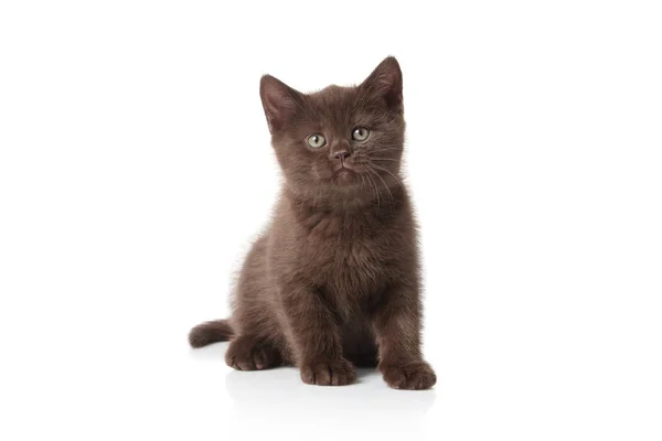 Pequeño Gatito Británico Sobre Fondo Blanco — Foto de Stock