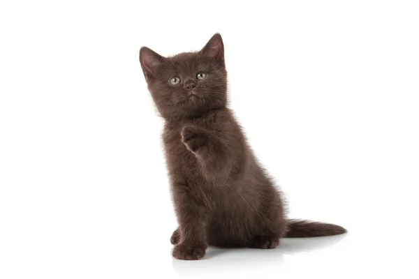 Kleine Britse Kitten Witte Achtergrond — Stockfoto