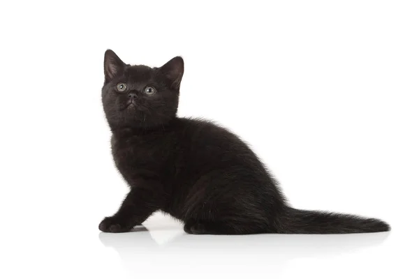 Small British Kitten White Background — Stock Photo, Image