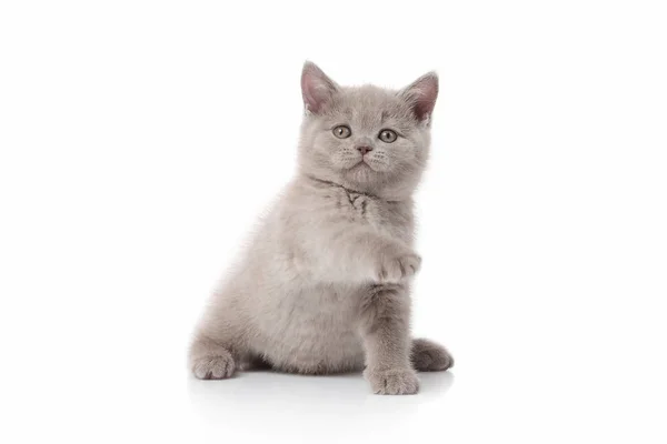 在白色背景上的小英国小猫 免版税图库照片