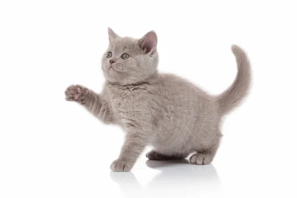 Kleines Britisches Kätzchen Auf Weißem Hintergrund Stockbild
