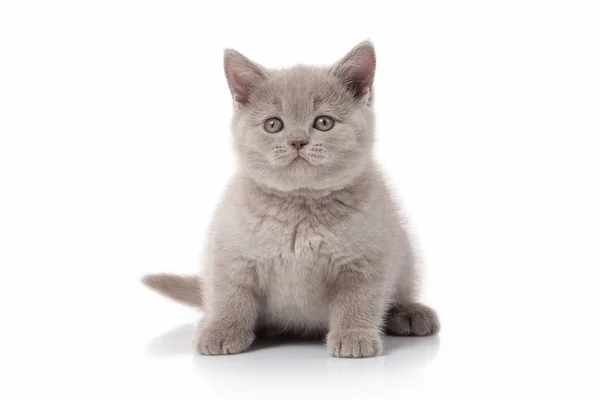 在白色背景上的小英国小猫 免版税图库图片