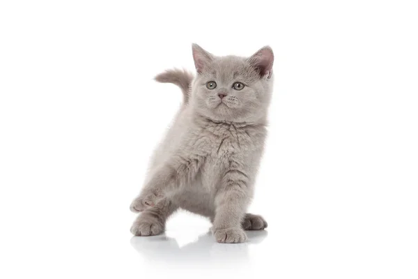 Kleines Britisches Kätzchen Auf Weißem Hintergrund Stockfoto