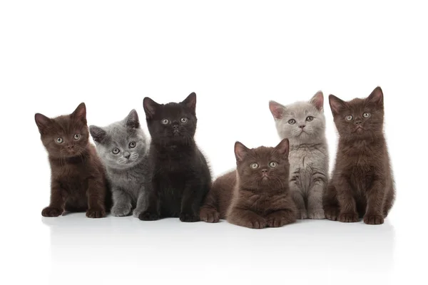 Mehrere Kleine Britische Kätzchen Auf Weißem Hintergrund Stockbild