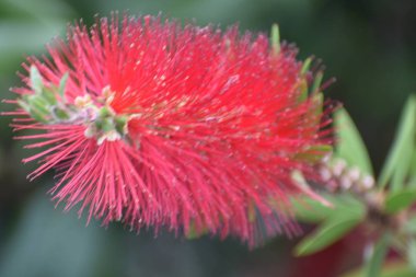 Fiore della melaleuca da cui si ricava il tee-tree