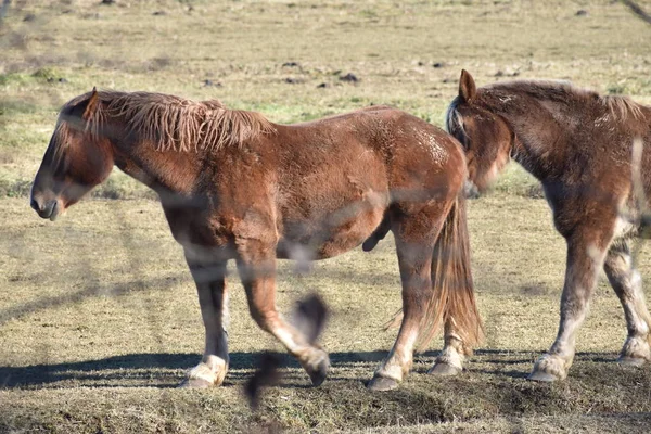 Una Riserva Italiana Cavalli Pascolo — 스톡 사진