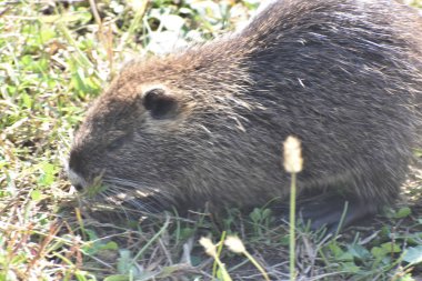 Marmotta in uscita dalla tana