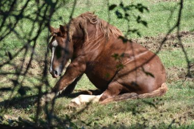Bellissimo esemplare di stallone
