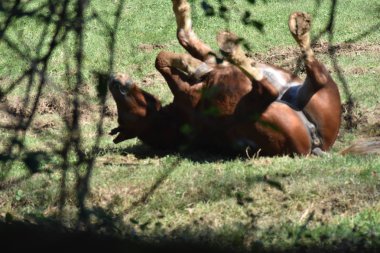 Anche i cavalli si sollazzano!!