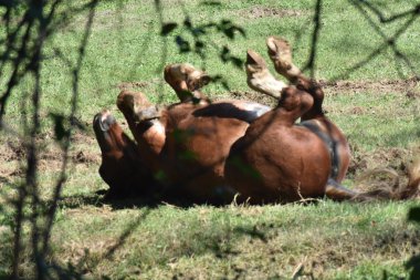 Buffissimo vedere questo cavallo che si gratta la schiena e sembra godersi il sole