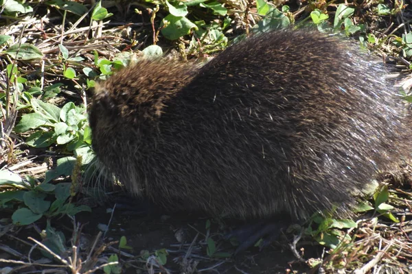 Uscita Dalla Tana Una Marmotta — Stok Foto