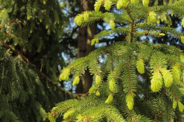 Genç iğneli kozalaklı dallar. 