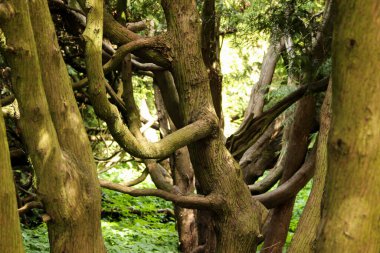 Arka planda güneş ışığı olan eğri ağaç gövdeleri. 