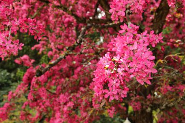 Kiraz çiçeği mevsimi. İlkbaharda çiçek açan Sakura dalları.