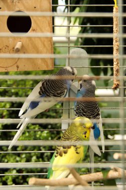 Kuş kafesinde dalgalı papağanlar. İki muhabbet kuşu öpüşüyor.. 