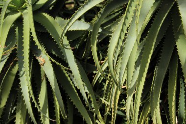 Yoğun aloe vera bitkisi. Aloe vera ekimi. 