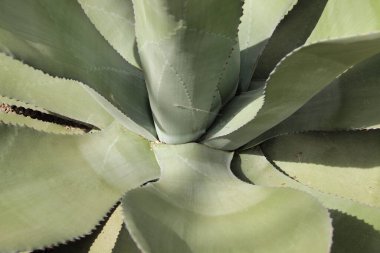 Kocaman bir aloe vera bitkisinin roseti. Düz aloe vera yaprakları. 