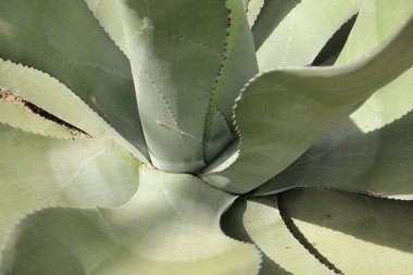 Kocaman bir aloe vera bitkisinin roseti. Düz aloe vera yaprakları. 