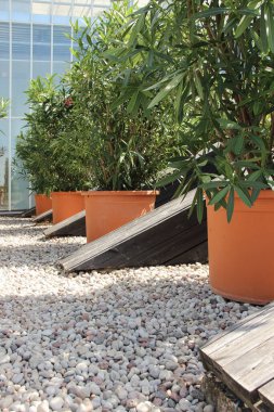 Çakıl taşında yeşil bitkiler olan büyük saksılar..