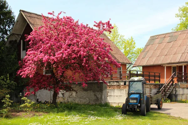 Propriedade Rural Com Pequeno Trator Azul Cerejeira Florescente Perto Casa — Fotografia de Stock