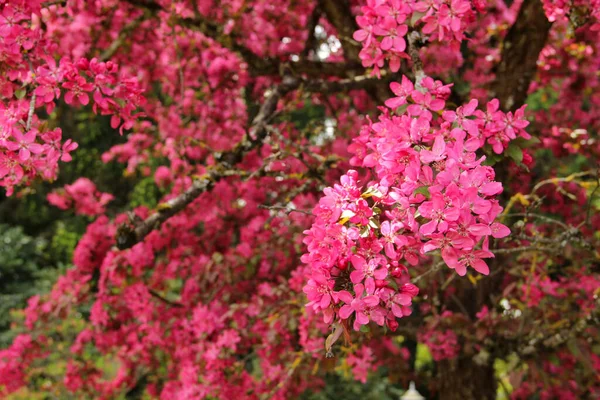 Kiraz Çiçeği Mevsimi Lkbaharda Çiçek Açan Sakura Dalları — Stok fotoğraf
