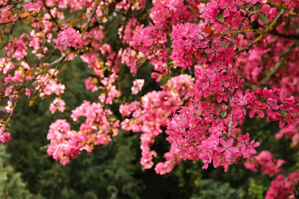 Körsbärsblommans Årstid Sakura Grenar Blom Våren — Stockfoto