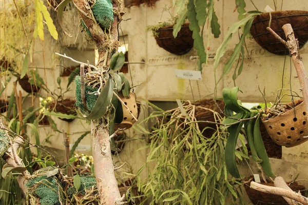 Parete Cemento Con Fori Vasi Fiori Appesi Disposizione Ciotole Con — Foto Stock