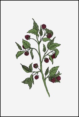 Olgun böğürtlenli ve yeşil yapraklı el yapımı ahududu dalı. İzole ahududu çizimi.