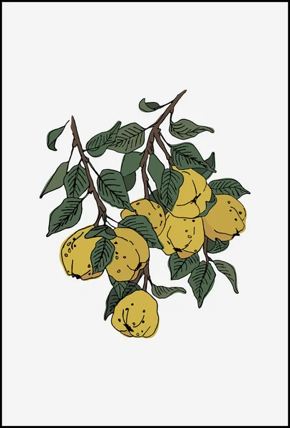 Frutas Membrillo Dibujo Dibujo Rama Manzanas Amarillas Membrillo Hojas Verdes — Archivo Imágenes Vectoriales